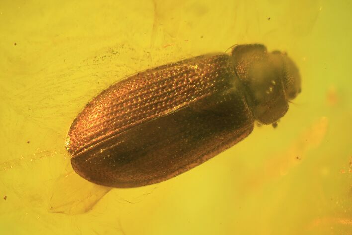 Detailed Fossil Beetle (Coleoptera) In Baltic Amber #90846